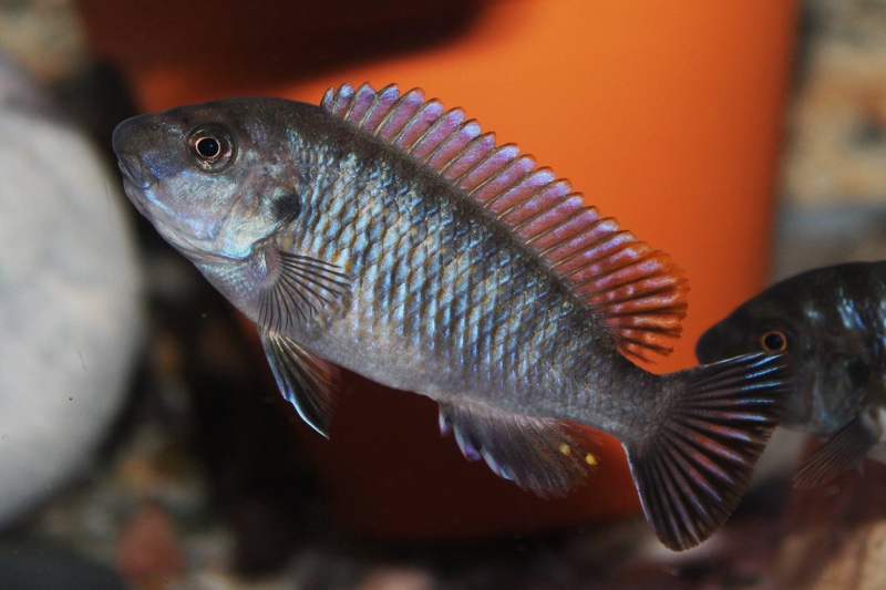 Labeotropheus fuelleborni 'Thumbi West Island'